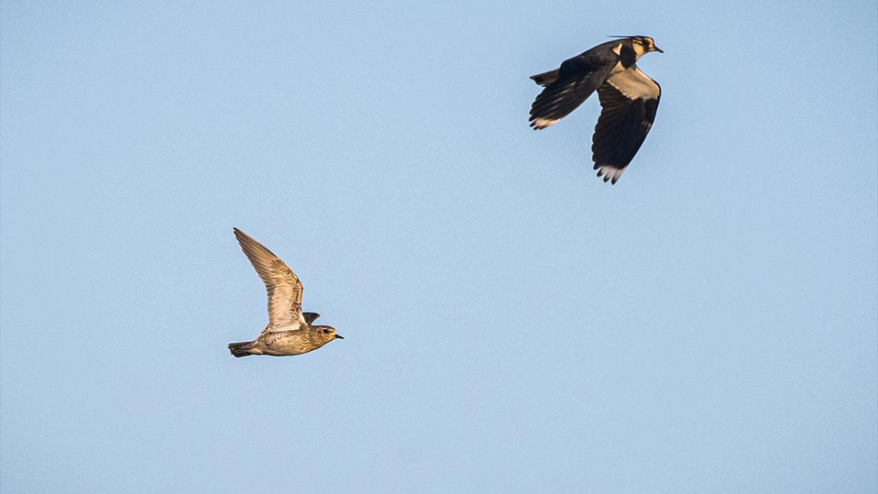 Altın yağmurcun ve kızkuşu