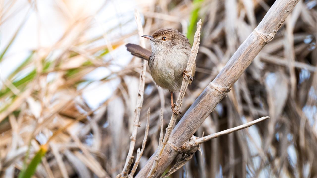 Dik kuyruklu ötleğen