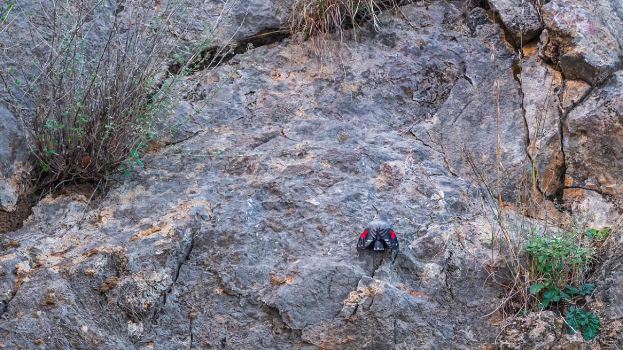 Duvar tırmaşıkkuşu
