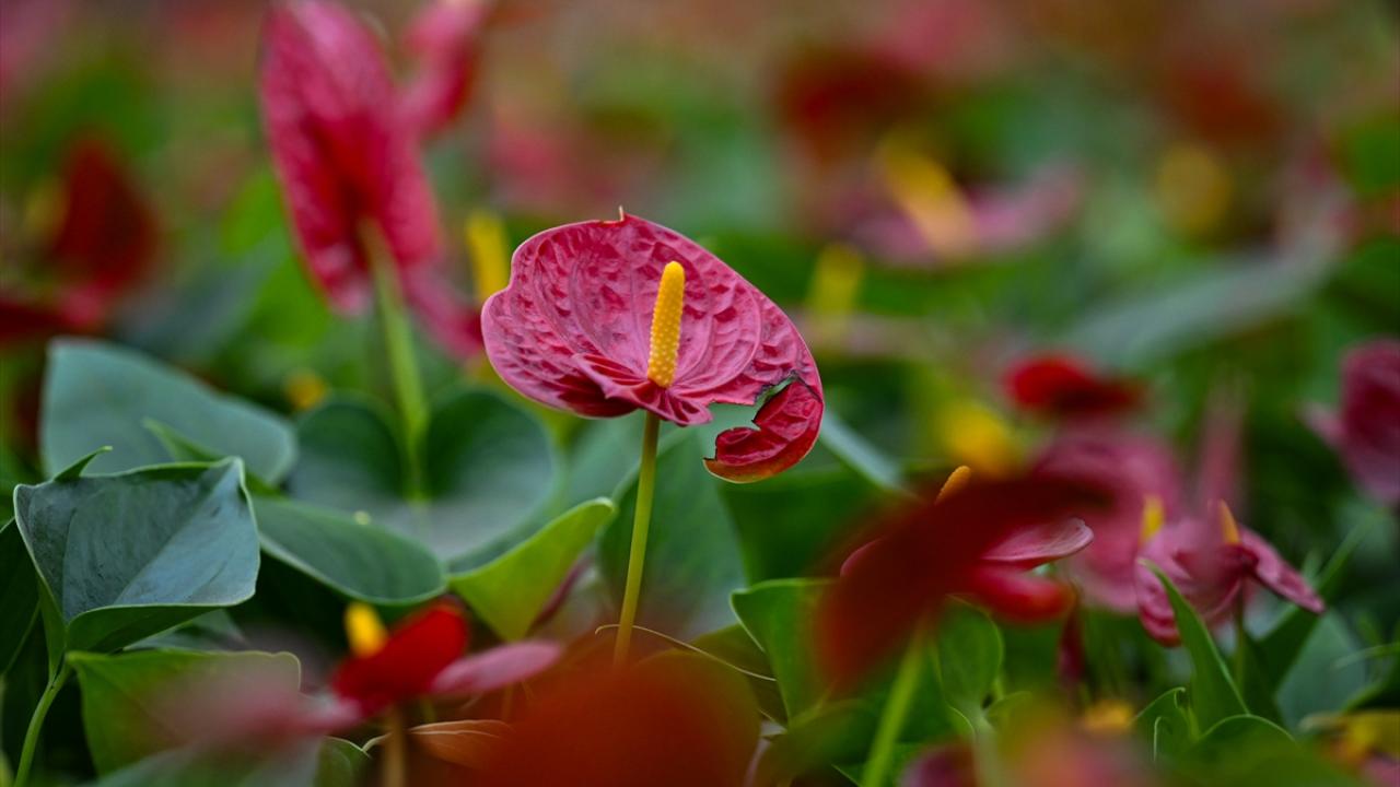 "Çiçek, aynı müzik gibi ruhun gıdası"