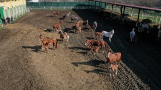 Şampiyon adayı 435 tayın doğması bekleniyor