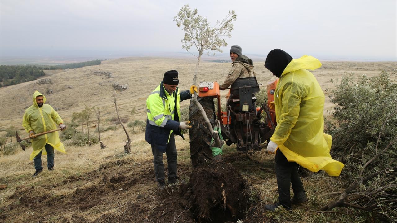 "Ağaçların kökleri kalıntılara zarar verecek duruma gelmiş"