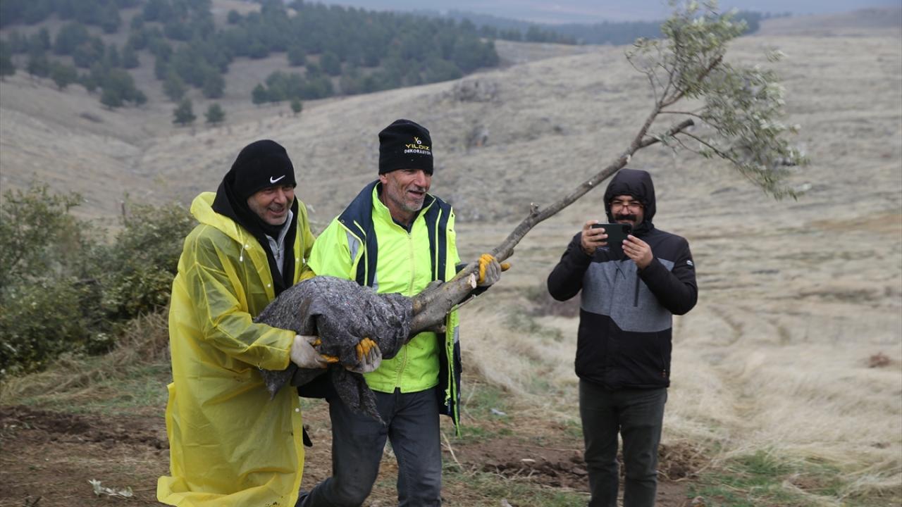 Ağaçlar kaldırıldıktan sonra kazı yapılacak