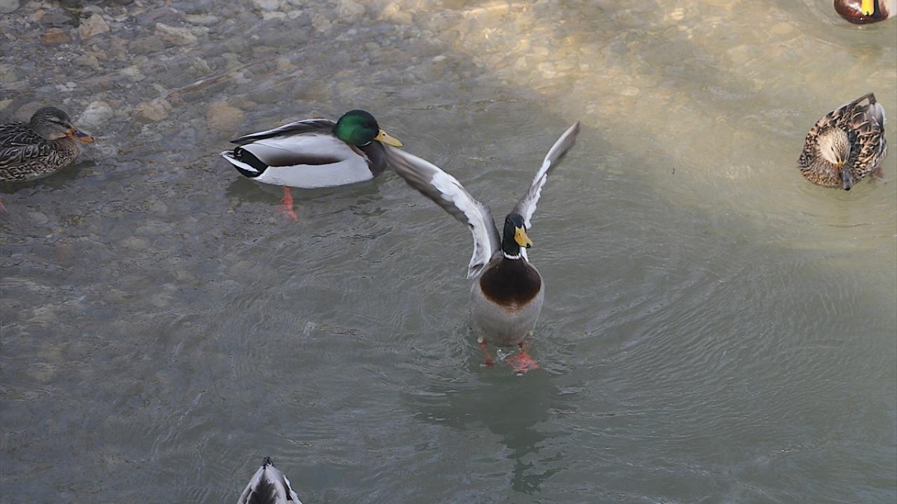"İnsanlar ve hayvanlar arasındaki bağın güçlenmesi adına güzel bir örnek"