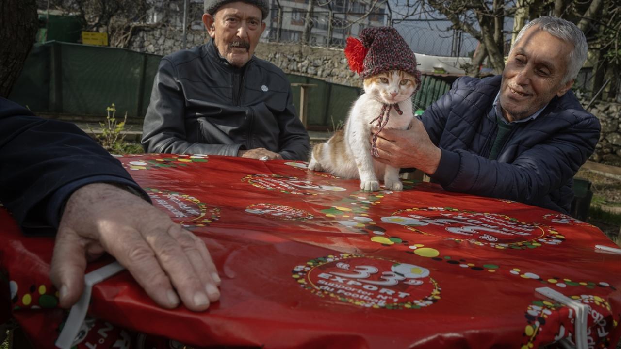 "Kedilere yapılacak mama bağışı çok önemli"
