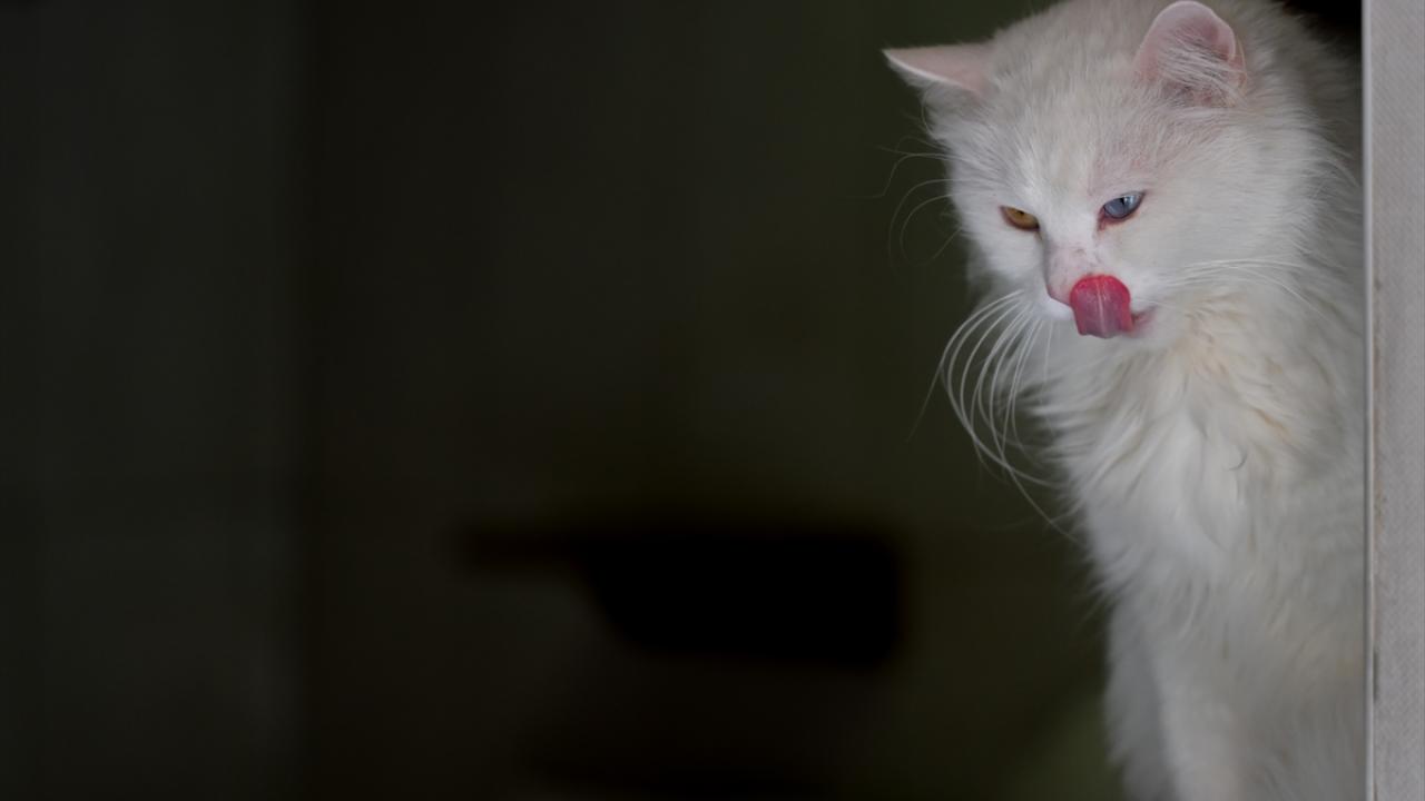 "Yıl boyunca sahiplendirme başvurusu alıyoruz"