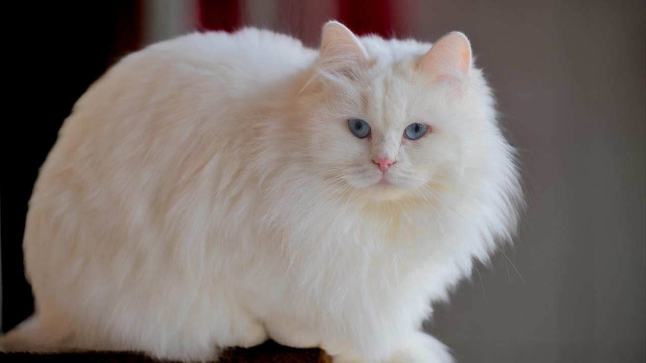 Ankara Kedisi Yaşatma ve Koruma Merkezi, halkın ziyaretine açık