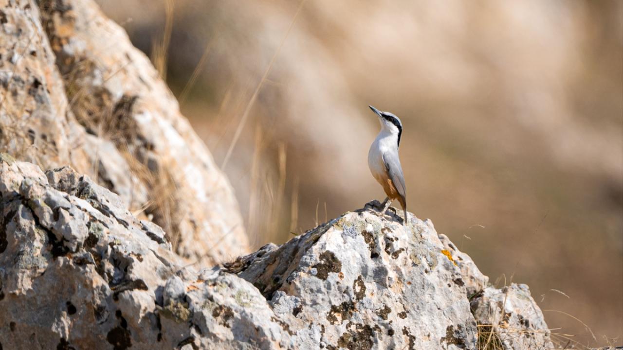 Büyük kaya sıvacısı 