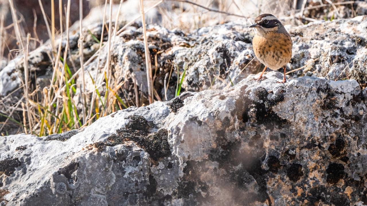 Sürmeli dağbülbülü