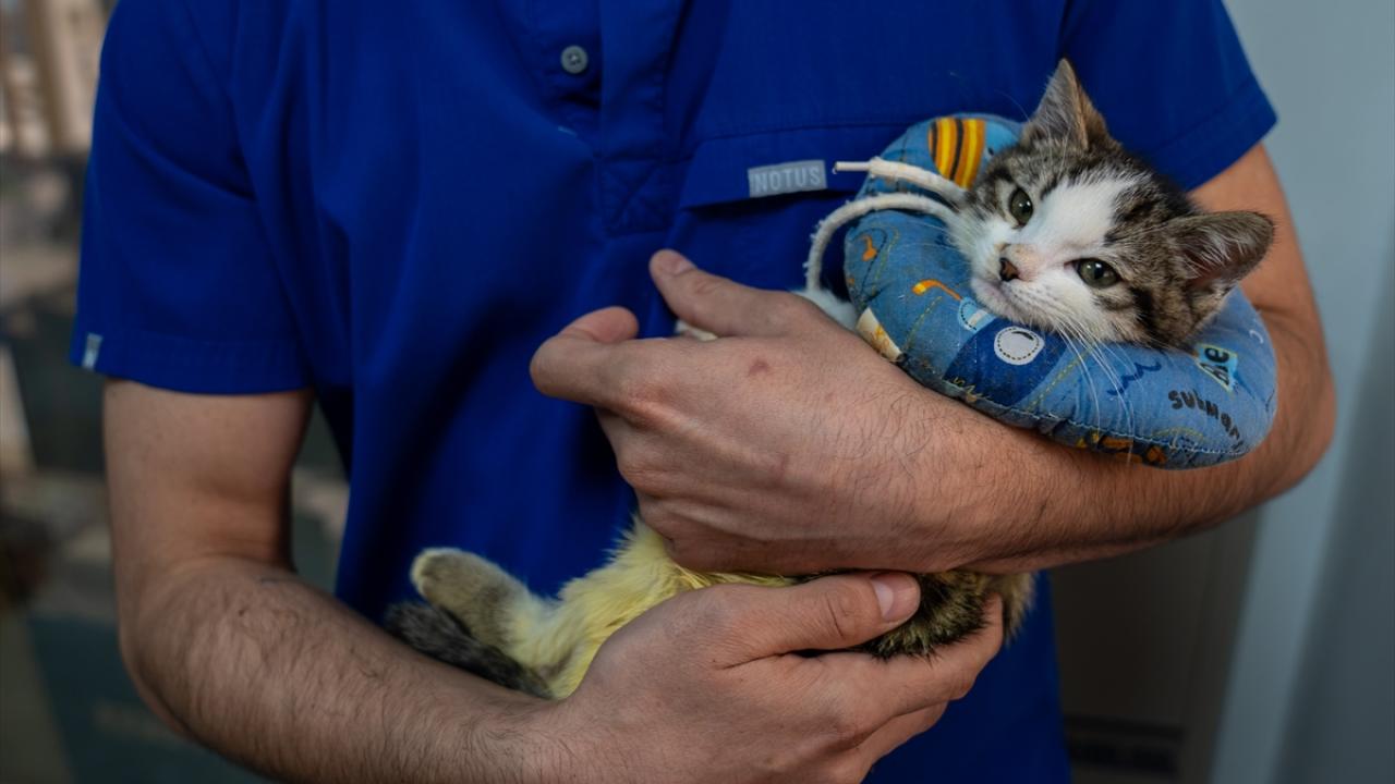"Şimdi gayet sağlıklı, güzel bir yuva arıyoruz"
