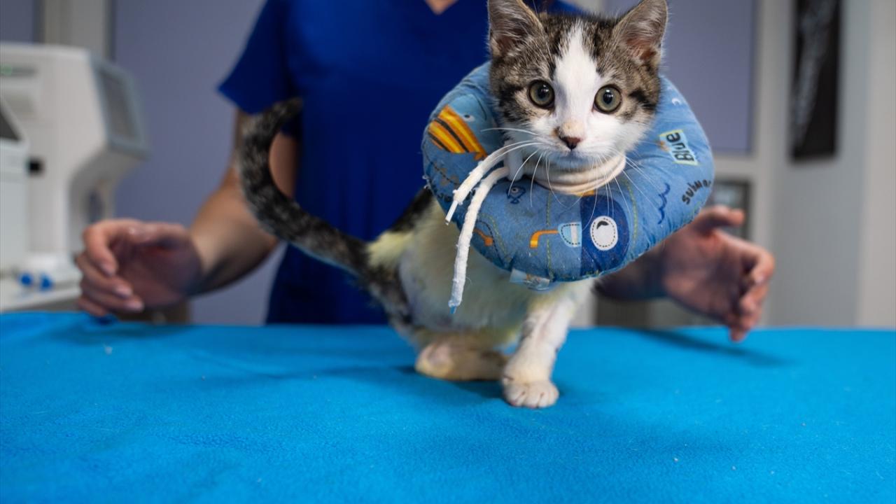 "Onlar için sokakta bir doğa yok, kendilerini korumaları çok zor"