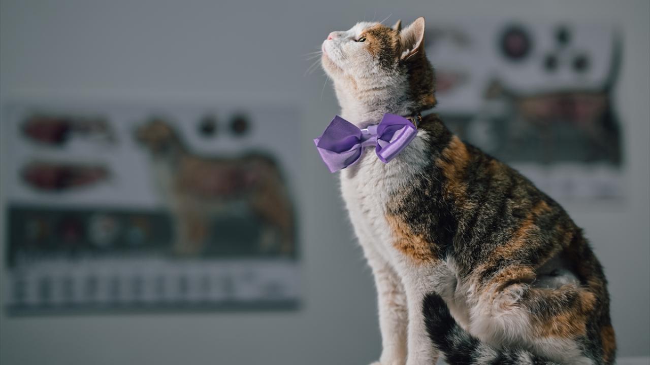 "Bergen`in mutluluğunu hep beraber izleyelim"