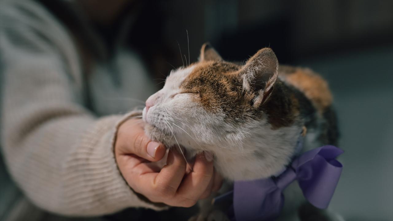 "Hisleri ve duyguları olan çok önemli varlıklar"