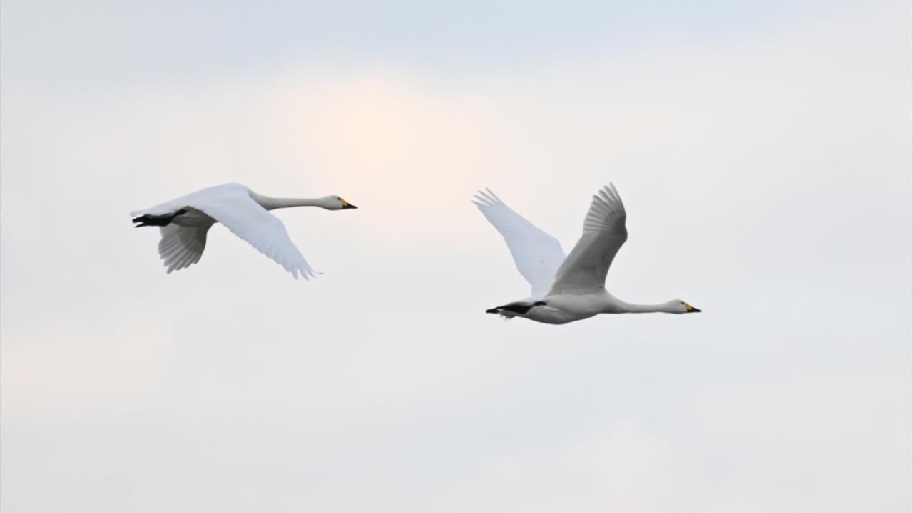 "Gala Gölü Milli Parkı kuşlar için önemli bir barınak"