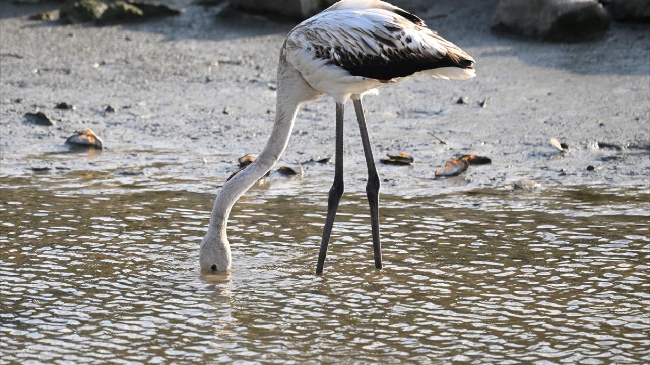 Kuş gözlemi için ideal