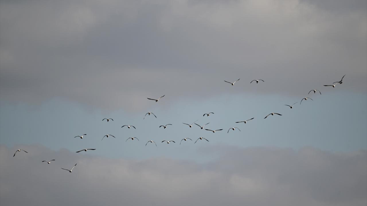 Sulak alanlar tehdit altında