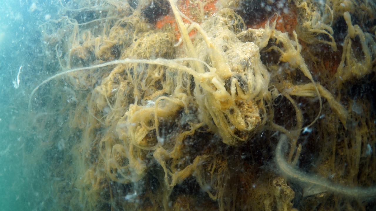 "Mercanların tamamı neredeyse müsilajla kaplı"