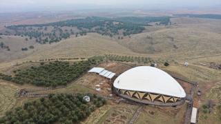 Göbeklitepe'deki zeytin ağaçları yeni yerine taşınıyor