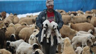 Besiciler kuzu doğumları için ağılda nöbet tutuyor