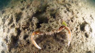 Büyükada ve Sivriada'da müsilajın denizel ekosisteme etkisi görüntülendi