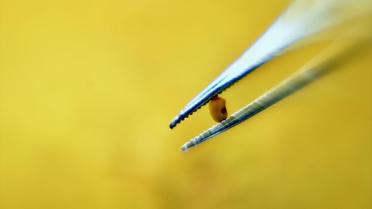 "İlaca dönüştürülmesi daha sonraki süreçler"