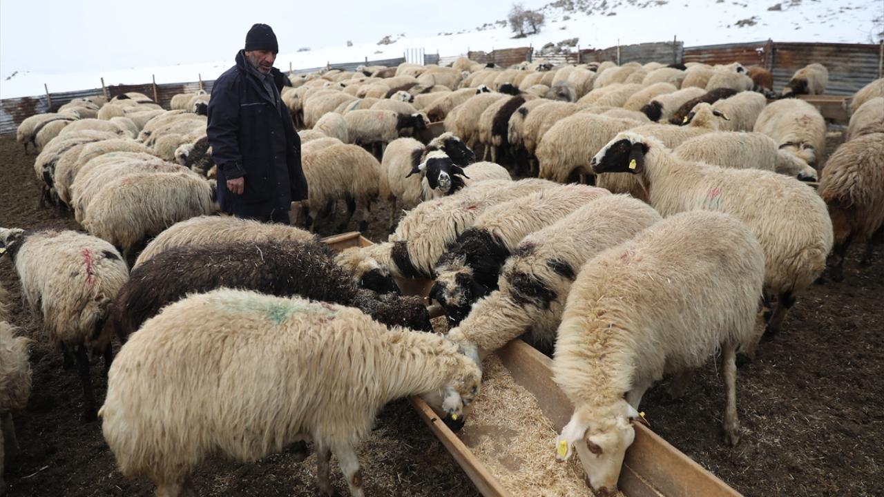 "Gece gündüz demeden hayvanların içindeyiz"