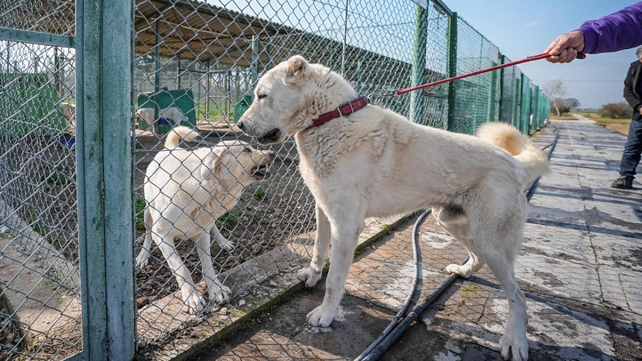 "Şu anda 160 kişi sırada bekliyor"