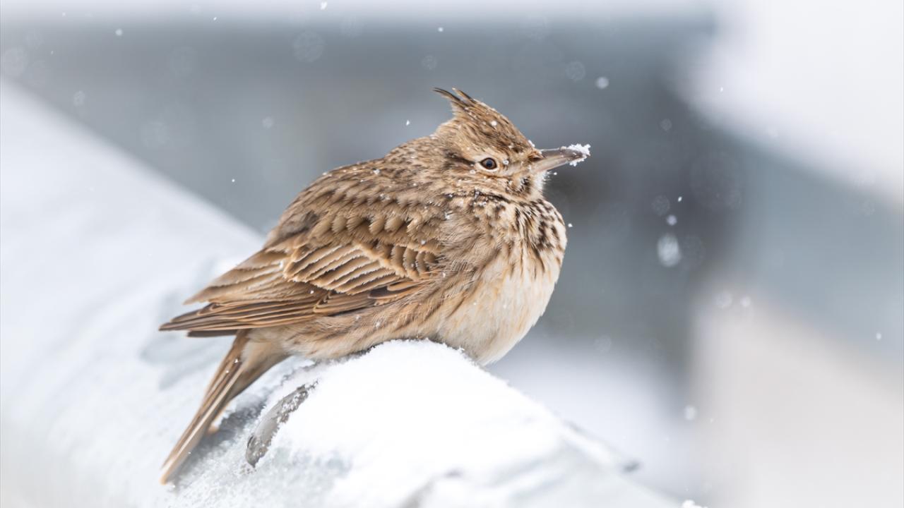 Tepeli Toygar (Crested Lark)