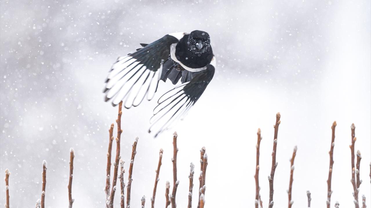 Saksağan (Eurassian Magpie)