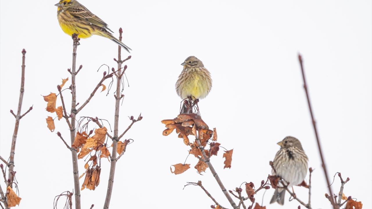Sarı çinte (Yellowhammer)
