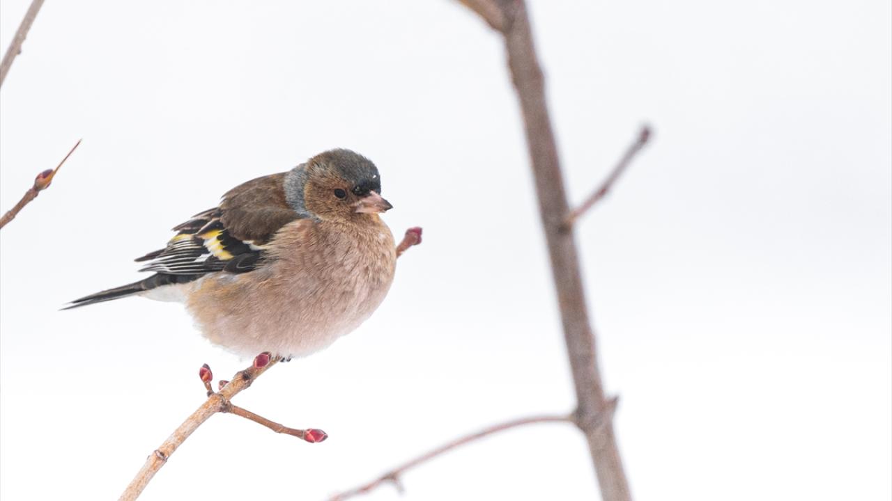 İspinoz (Chaffinch)