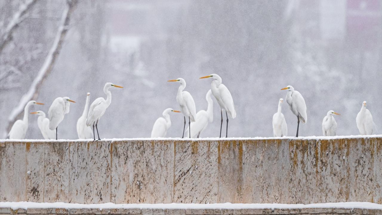Büyük Ak Balıkçıl (Great White Egret)