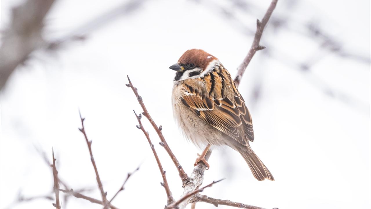 Ağaç Serçesi (Tree Sparrow)