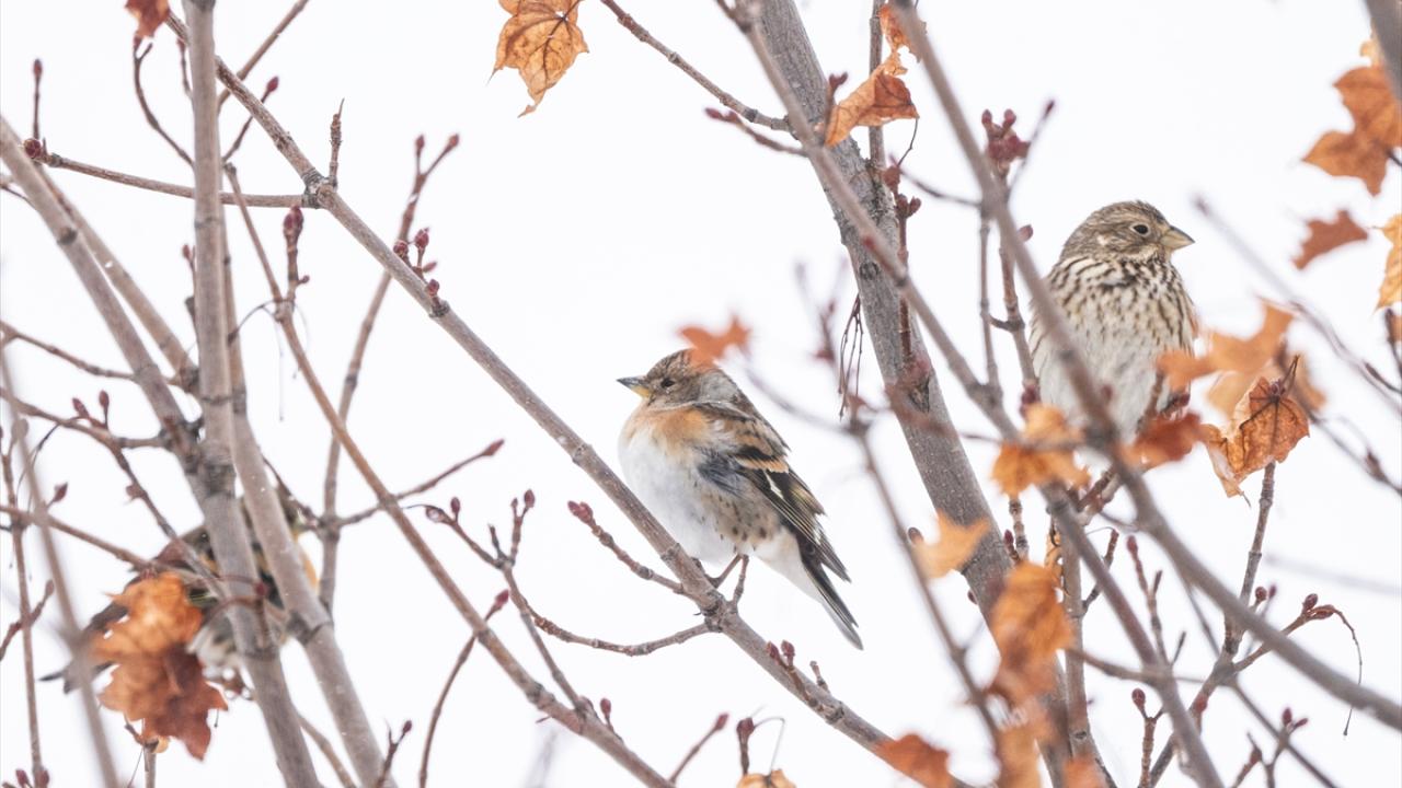 Dağ İspinozu (Brambling) ve Tarla çintesi (Corn Bunting)