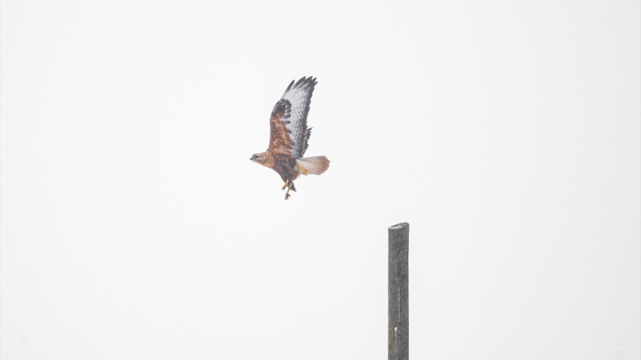 Kızıl Şahin (Long-Legged Buzzard)