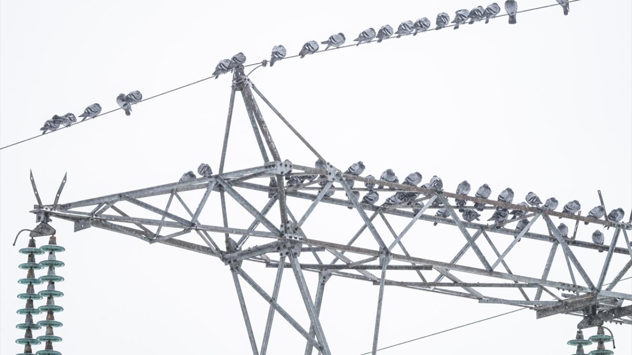 Kaya Güvercini (Rock Dove)