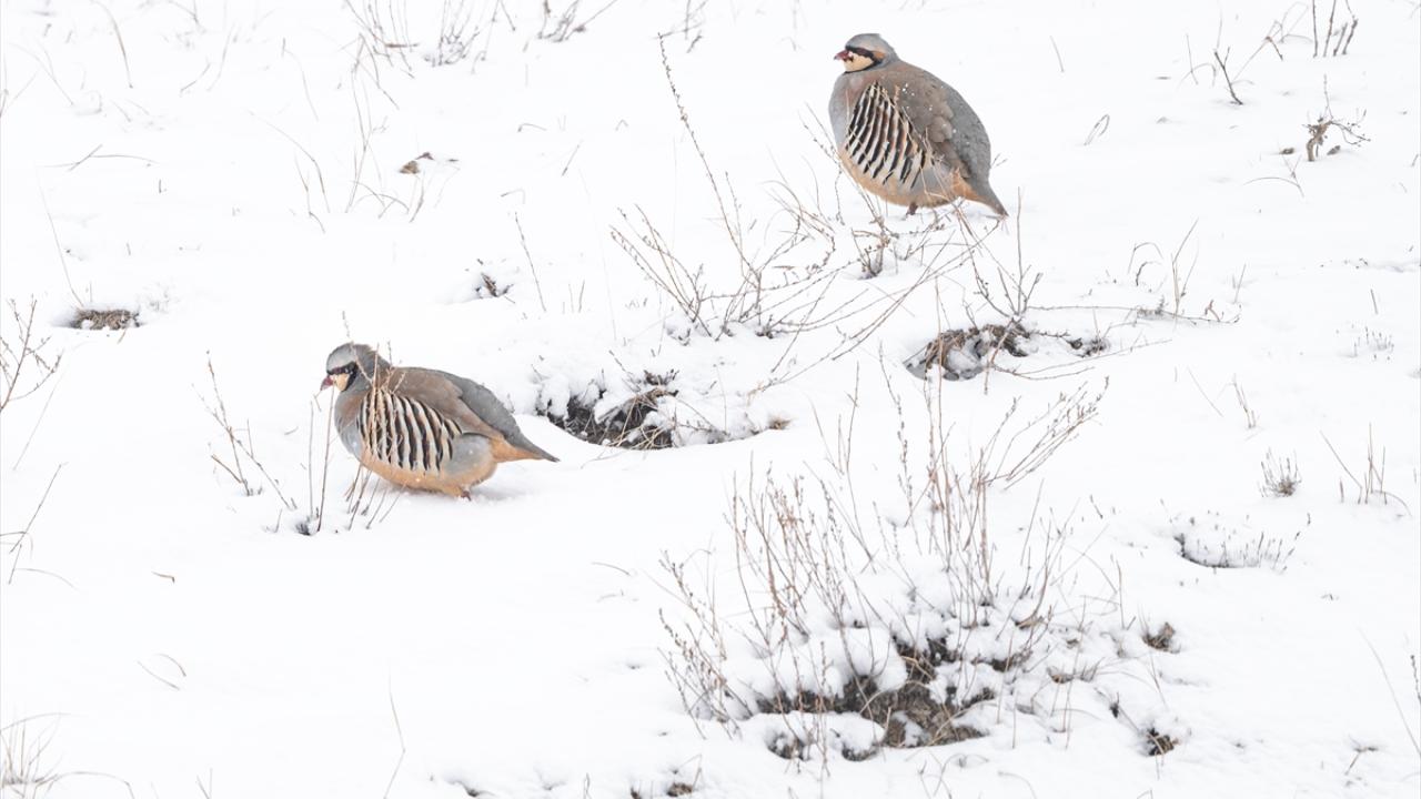 Kınalı Keklik (Chuckar Partridge)