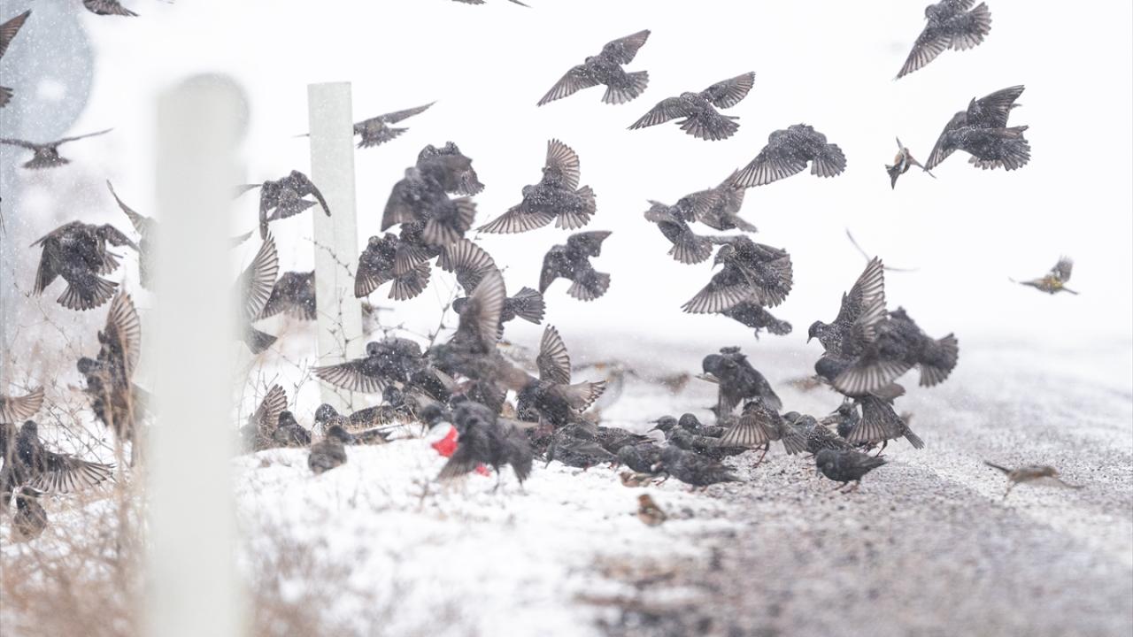 Sığırcıklar (Starling)