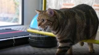 Obez kedi "Simba" pilates yaparak zayıflıyor