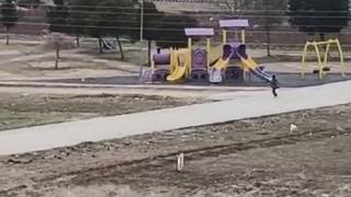 Sokak köpekleri okula giden çocuğa saldırdı