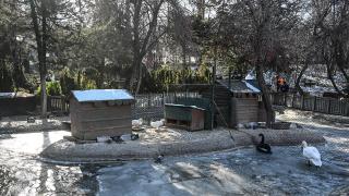 Başkentin simgesi Kuğulu Park buz tuttu