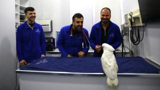 Veterinerlerle dans eden papağan "Ares" ilgi odağı oldu