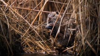 Trakya'nın su maymunları