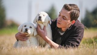 TİGEM'de yetiştirilen safkan akbaş ve kangal yavruları için 6 ay sıra bekleniyor