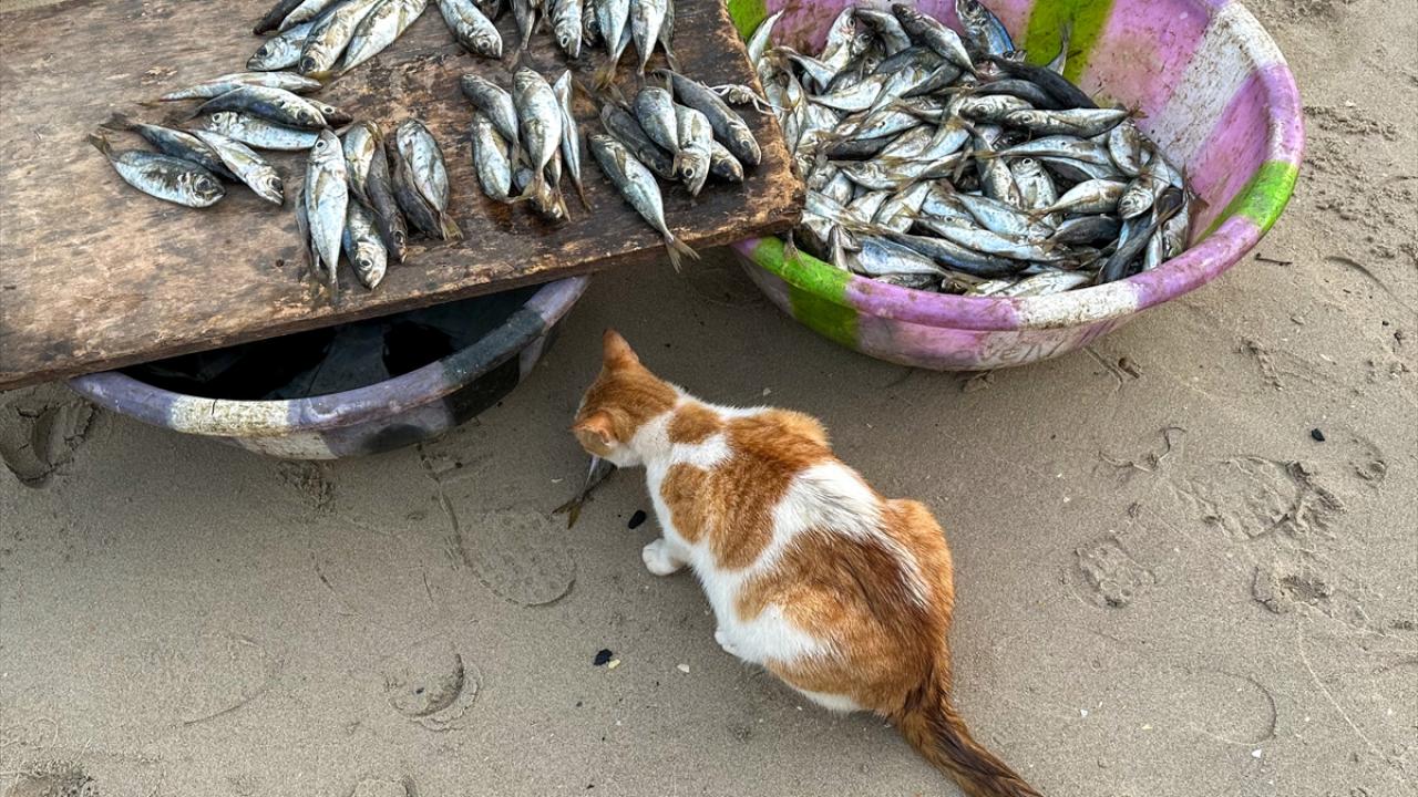 Uluslararası şirketlerin yoğun avlanması, balık stoklarını tehdit ediyor