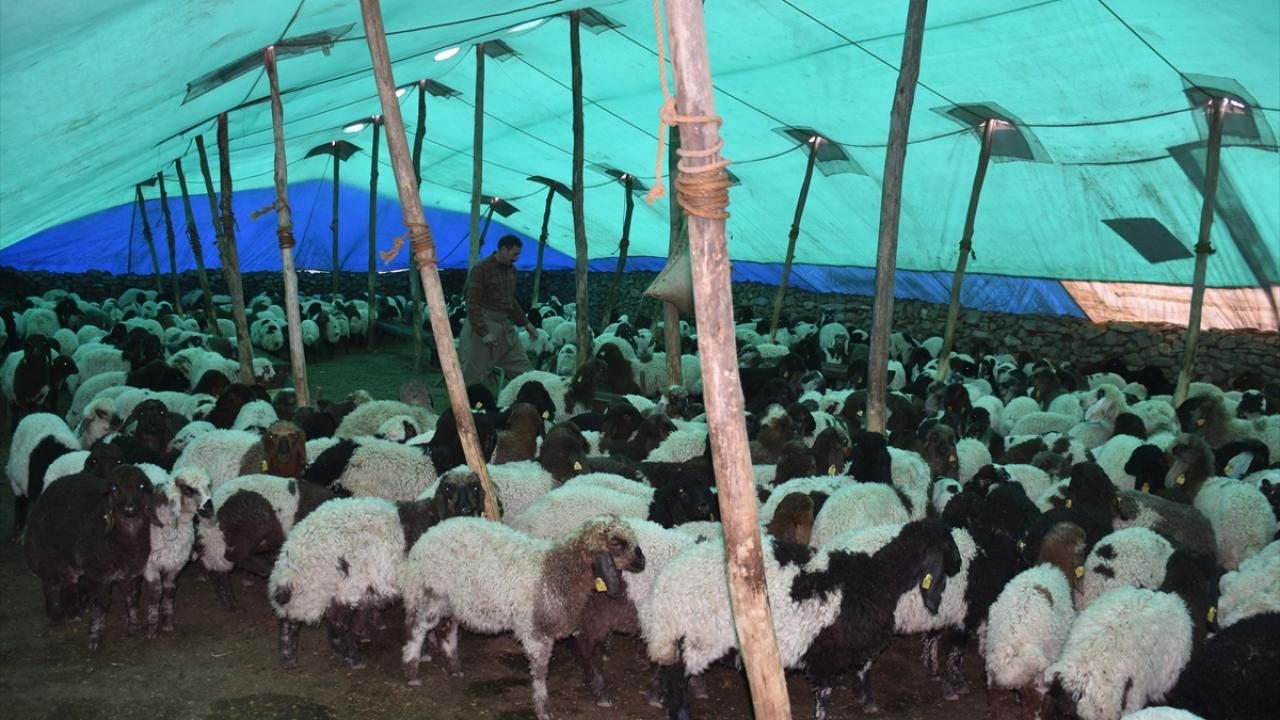 "Bütün aile nöbetleşe hayvanlara bakıyoruz"