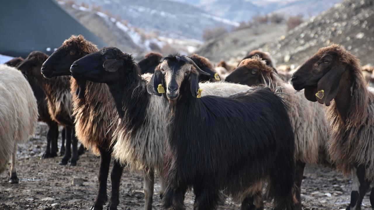"Kent genelinde yüzde 70 oranında doğumlar bitti"