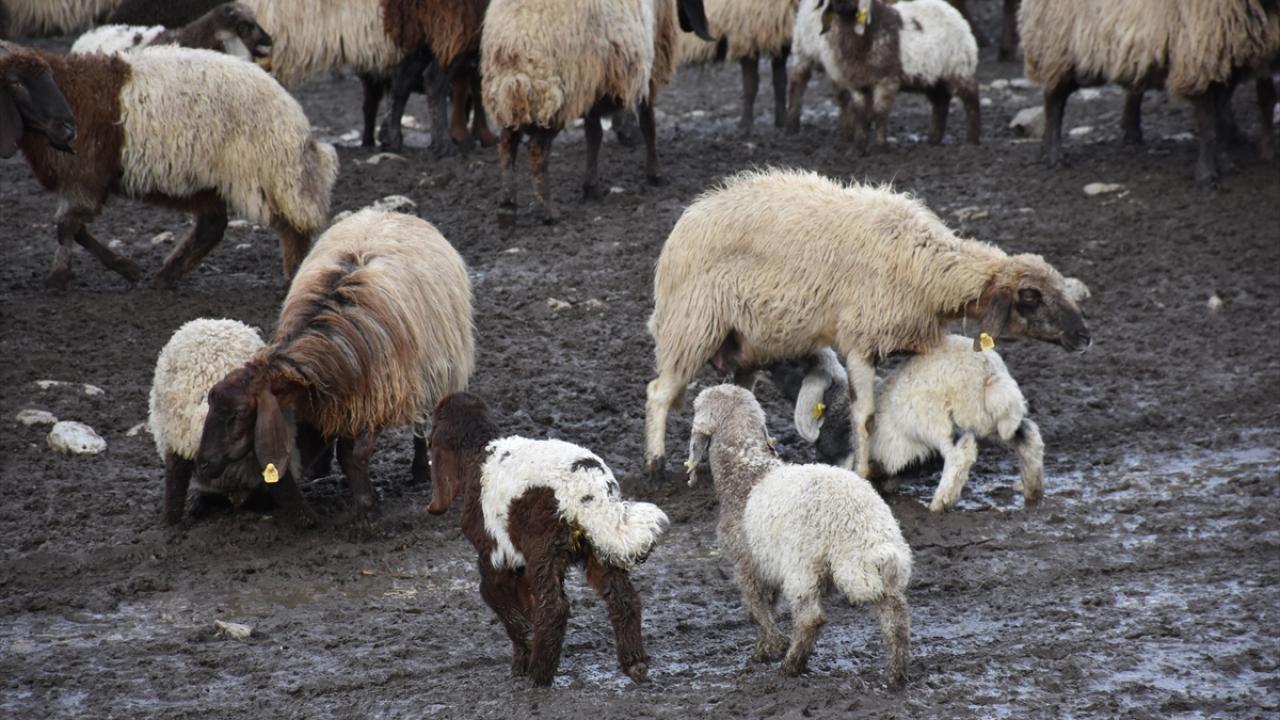 "Kışlak olarak Cudi Dağı yamacını kullanıyoruz"