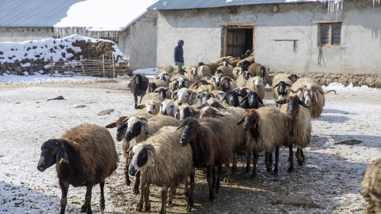 "Bizi en çok kar ve soğuklar zorluyor"