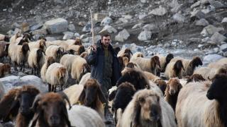 Cudi Dağı etekleri yeni doğan kuzuların sesleriyle yankılanıyor